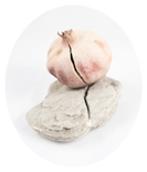 <b>Constantia signi</b>
